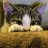 Search Engine Optimization Introduction – Nozy Cat Avatar